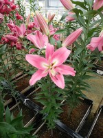 [4163 Labrador Mak No01.JPG]